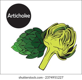 Artichoke flower edible bud whole and half of bud, organic vegetable products for healthy eating. vector doodle illustration