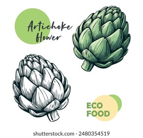 Artichoke flower edible buds (French artichoke, green artichoke, and globe artichoke). Vector illustration. Design element for menu, recipe, eco market and cookbook 