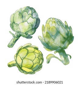 Artichoke flower watercolor illustration set