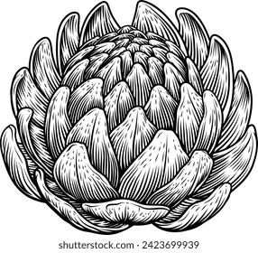 An artichoke food vegetable illustration. An original illustration in a vintage engraved woodcut intaglio style