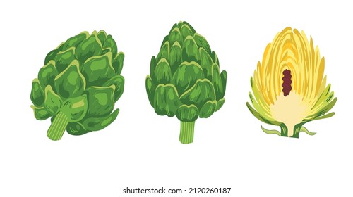 Artichoke fresh natural vegetable with flower heads  isolated on white. Ullustration for menu, vegetable used in cooking, herbal tea, liqueur and in medical researches.