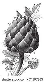 Artichoke, globe artichoke or Cynara cardunculus old engraving. Old engraved illustration of a close-up of an artichoke bud.