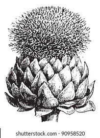 Artichoke or Globe Artichoke, vintage engraved illustration. Dictionary of words and things - Larive and Fleury - 1895.