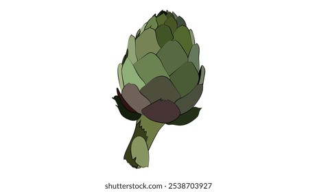 Artichoke green flower heads vector illustration. Vector illustration of Globe artichoke. Artichoke fresh natural vegetable