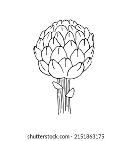 Artichoke hand drawn sketch vector doodle illustration. Green vegetables healthy food clipart