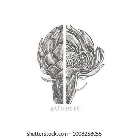 Artichoke. Hand drawn vector illustration. Can be used for shop, menu, cafe, restaurant, poster, banner.