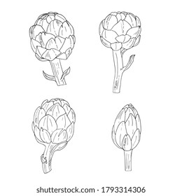 Artichoke hand drawn vector illustration. Isolated object of vegetable engraving style, sketch, outline.