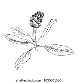 Artichoke hand drawn vector sketch isolated on white background, graphic herbal decorative plant, Organic food ingredient line art illustration, for design healthy market, restaurant menu, cosmetic