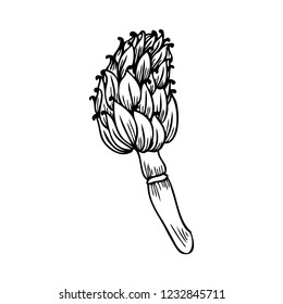 Artichoke hand drawn vector sketch isolated on white background, graphic herbal decorative plant, Organic food ingredient line art illustration, for design healthy market, restaurant menu, cosmetics