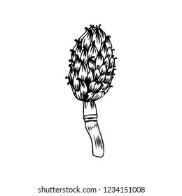 Artichoke hand drawn vector sketch isolated on white background, graphic herbal decorative plant, Organic food ingredient line art illustration, for design healthy market, restaurant menu, cosmetic