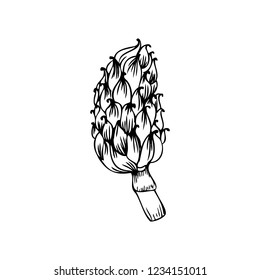 Artichoke hand drawn vector sketch isolated on white background, graphic herbal decorative plant, Organic food ingredient line art illustration, for design healthy market, restaurant menu, cosmetic
