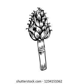Artichoke hand drawn vector sketch isolated on white background, graphic herbal decorative plant, Organic food ingredient line art illustration, for design healthy market, restaurant menu, cosmetic