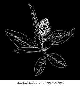 Artichoke hand drawn vector sketch isolated on black background, graphic herbal decorative plant, Organic food ingredient line art illustration, for design healthy market, restaurant menu, cosmetic
