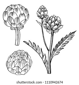 Artichoke. Hand drawn vegetables on white background.  Vector sketch  illustration.