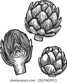 Artichoke head set line drawing isolated on white background.