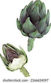 Artichoke heart section and whole, vector illustration