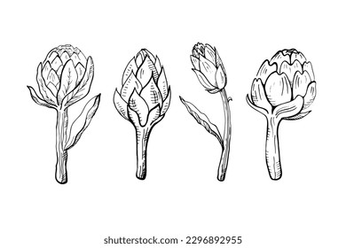 Artichoke illustration. Edible flower bud, healthy vegetable. Set with fresh handmade artichokes. Design element. Vector