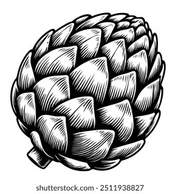 Artichoke illustration. Isolated on white background. Vector illustration in line art style