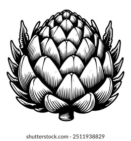 Artichoke illustration. Isolated on white background. Vector illustration in line art style
