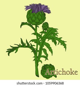 Artichoke. Illustration of a plant in a vector with flower for use in the cooking of medicinal herbal tea.