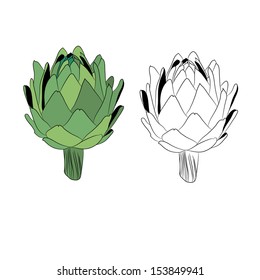 artichoke isolated on withe 