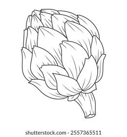 Artichoke line art vector outline. Illustration of artichoke. Vegetable art projects​ and Illustration 