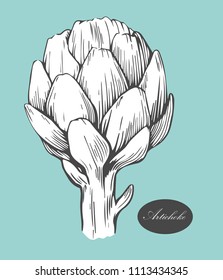 Artichoke logo. Organic food. Organic botanical design template. Hand drawn Vector illustration