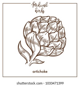 Artichoke medical herb sketch botanical vector icon for medicinal herbal phytotherapy design