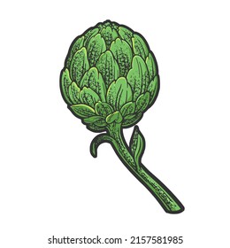 Artichoke plant line art color sketch engraving vector illustration. T-shirt apparel print design. Scratch board imitation. Black and white hand drawn image.