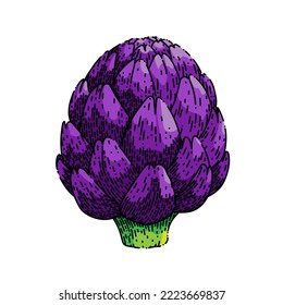 artichoke purple hand drawn vector. raw fresh, health food, green vegetable, vegetarian flower, plant ingredient, organic artichoke purple sketch. isolated color illustration