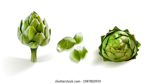 artichoke realistic 3d vector illustration set. Shiny, glossy artichokes side wiew isolated on whive background. Cutted artichoke leafs petals. Perfect for menue, eco, bio, diet symbol of freshness