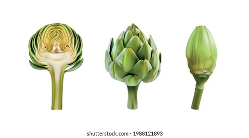 artichoke realistic 3d vector illustration set. Shiny, glossy artichokes side wiew isolated on whive background. Cutted half of artichoke heart, centeer of vegetable. menue, eco, bio, diet freshness