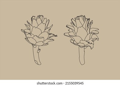 Artichoke Set. Lineare Vektorgrafik von Gemüse, handgezeichnet