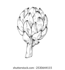 Artichoke sketch hand drawn with ink. Black and white illustration of artichoke flowers. Element for restaurant menu design, food packaging and label. 