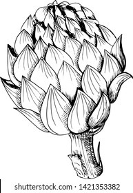 Artichoke sketch. Hand-drawn artichoke, isolated on white background. Black vector illustration.