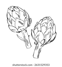 Artichoke Sketch ink food vector. Vegetables outline line. Farm products