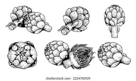 Artichoke sketch style set. Vegetables set hand drawn in vintage engraving style. Best for package and menu designs. Vector illustration