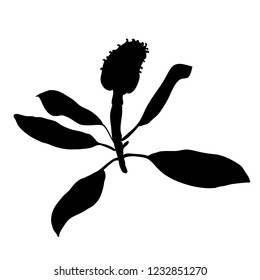 Artichoke vector black silhouette isolated on white background, graphic herbal decorative plant, Organic food ingredient illustration, for design healthy market, restaurant menu, cosmetic
