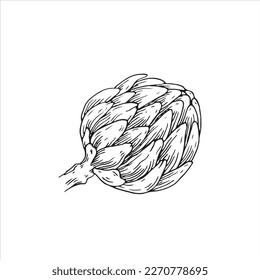 Dibujo vectorial de alcachofa. Barria dibujada a mano sobre fondo blanco. Frutos de verano ilustraciones de estilo grabadas. Excelente para etiquetas, afiches, impresiones.