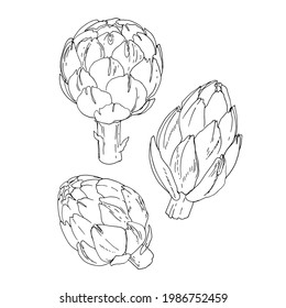 Artichoke. Vector food icons of vegetables. Colored sketch of food products. 