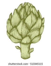 Artichoke Vector hand drawn vector illustration. Fresh organic vegetable, herb in engraved style. Detailed food drawing. Great for label, poster, print. isolated on white background