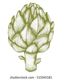 Artichoke Vector hand drawn vector illustration. Fresh organic vegetable, herb in engraved style. Detailed food drawing. Great for label, poster, print. isolated on white background