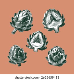 Artichoke, artichoke vector, artichoke illustration, line drawing on brown background.