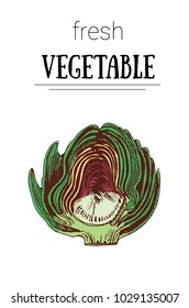 artichoke, vector illustration on white background 