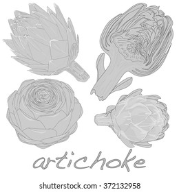 artichoke vector isolated on white background