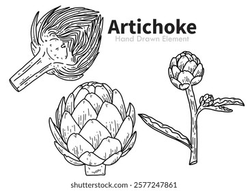 Artichoke vegetable black and white vector hand drawing. Simple, vegetables, agricultural products, food, diet, food menu, food ingredients, packaging design, healthy, fresh.