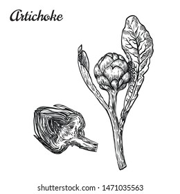artichoke. whole and in a sectional view. vector sketch on a white background