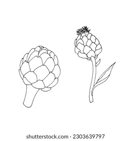Artichokes. Hand drawn doodle style illustrations. Isolated vector illustration