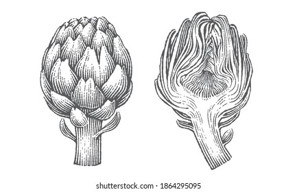 Artichokes. Hand drawn engraving style illustrations.