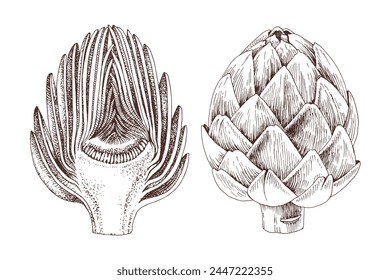 Artichokes hand drawn vector set